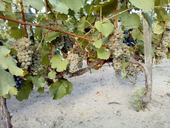 Nmetorszg 1944, Geisenheim Seibel 7053 x Riesling 239